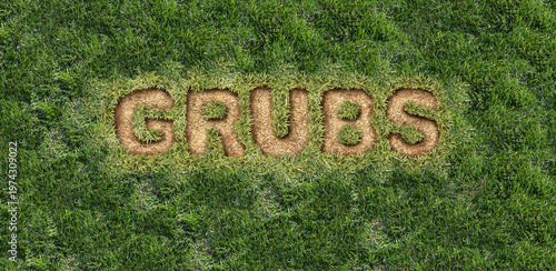 Bild auf Leinwand Grub Lawn Damage as chinch larva damaging grass roots causing a brown patch disease in the turf as a damaged Healthy Lawn representing gardening and landscaping