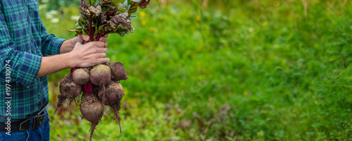 A man farmer holds a harvest of beets in his hands. Selective focus.
