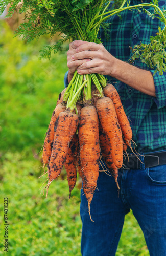 A man farmer holds a harvest of carrots in his hands. Selective focus.