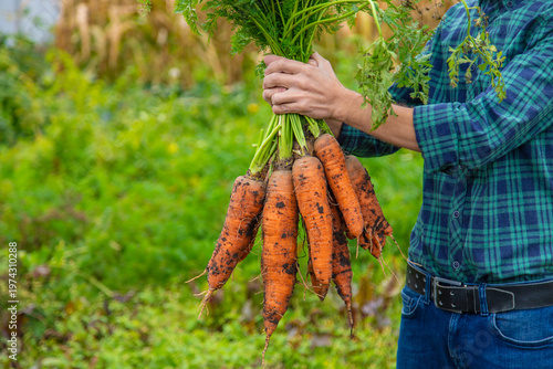 A man farmer holds a harvest of carrots in his hands. Selective focus.