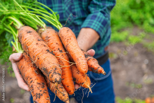 A man farmer holds a harvest of carrots in his hands. Selective focus.