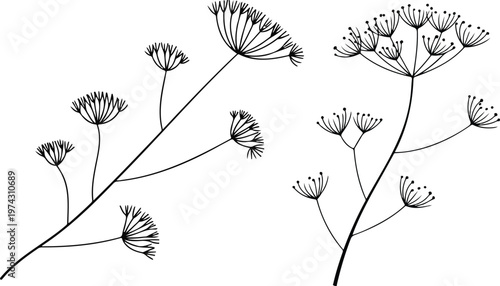 Minimalist black and white botanical line art illustration of dill plant with cascading umbrella seed heads in elegant natural composition