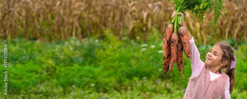 Panel kuchenny z motywem The child is holding a harvest of carrots. Selective focus.