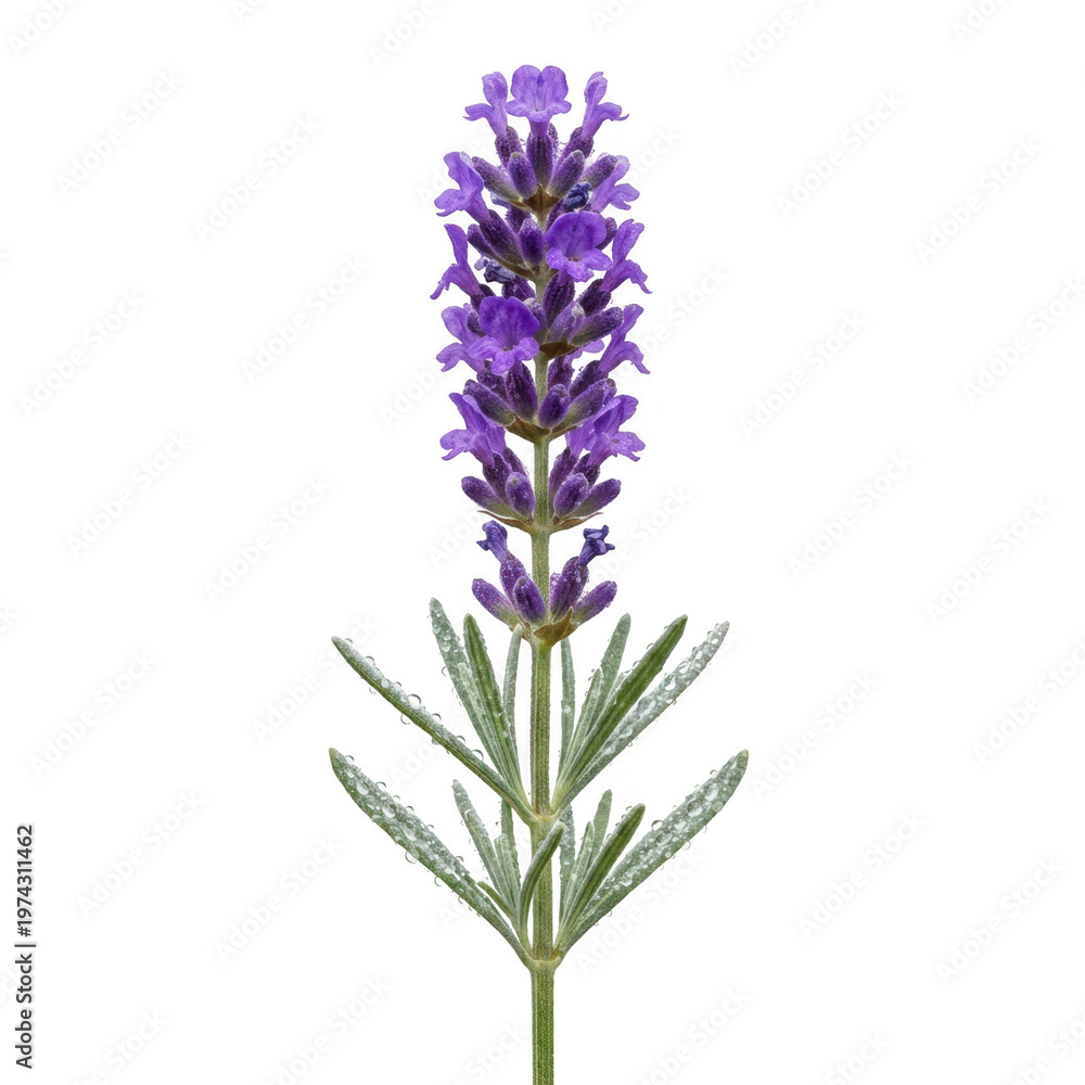 Obraz premium Fresh lavender flower sprig with water droplets isolated on transparent background