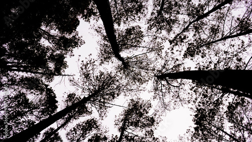 beautiful view of pine forest canopy