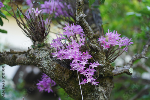 風に揺れるセッコク
