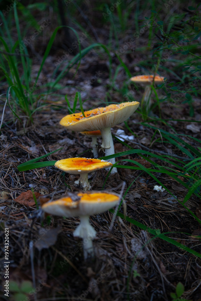 Fototapeta premium mushroom in the forest