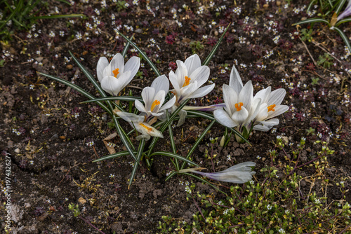 Cuadro en lienzo White snowdrops in the garden, wild spring flowers in the orchard, a harbinger o