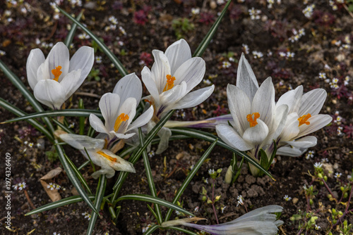 Cuadro en lienzo White snowdrops in the garden, wild spring flowers in the orchard, a harbinger o