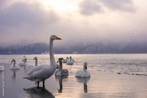 Photos A natural landscape depiction of a whooper swan living around Lake Kussharo, Hokkaido, in winter, covered in snow