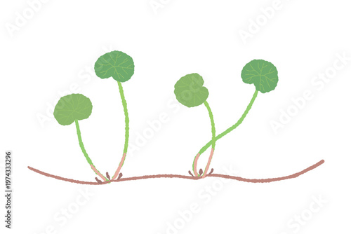 Centella asiatica creeping root system and leaves illustration