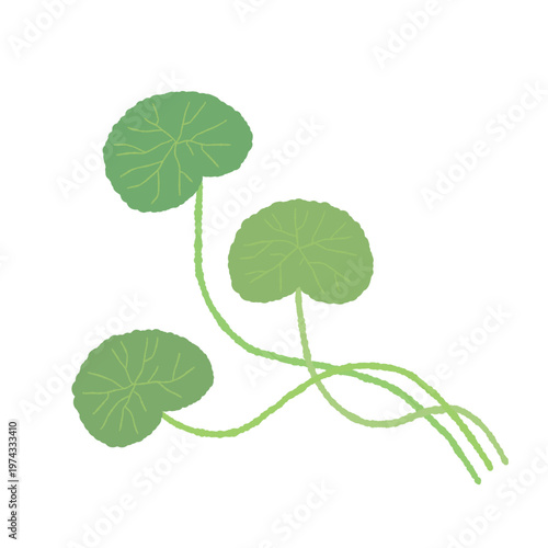Centella asiatica leaves growing from curved creeping stem illustration