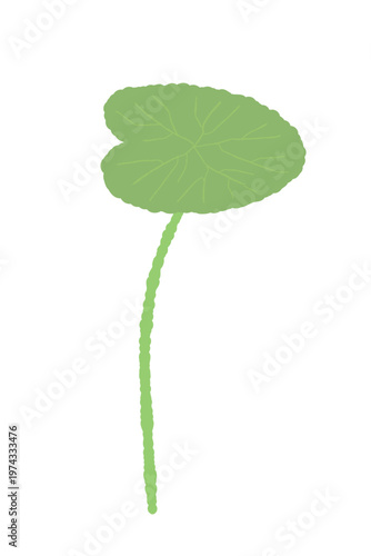 Centella asiatica single leaf with slightly curved stem illustration