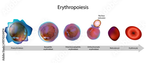 Erythropoiesis Stages Diagram Showing Red Blood Cell Development from Proerythroblast to Mature Erythrocyte in Bone Marrow. Red Blood Cell Formation Process Erythropoiesis