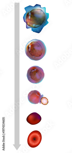Erythropoiesis Stages Diagram Showing Red Blood Cell Development from Proerythroblast to Mature Erythrocyte in Bone Marrow. Red Blood Cell Formation Process Erythropoiesis