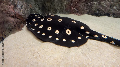 River stingray in aquarium