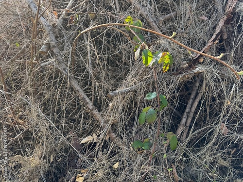 fishing nets and ropes