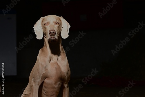 Weimaraner Hund mit konzentrierten Blick