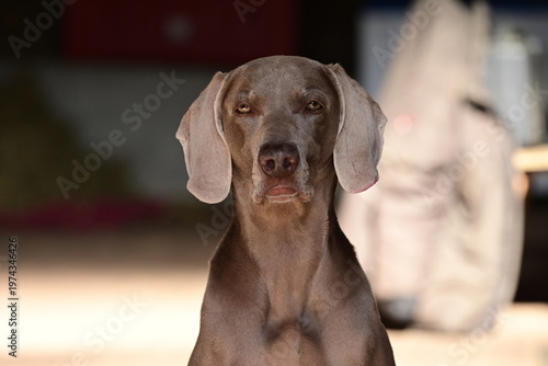 Weimaraner Hund mit konzentrierten Blick