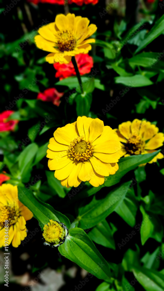 Fototapeta premium Close-up of a yellow zinnia flower in a garden with soft red flowers in the background.