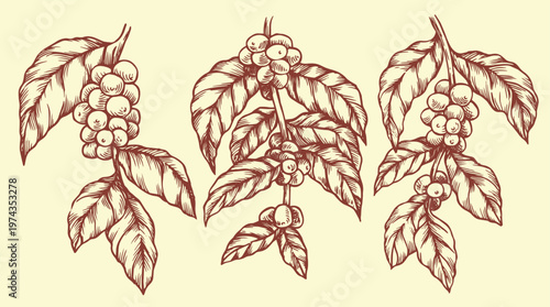 Set of branches with coffee fruits. Vector illustration in vintage sketch style