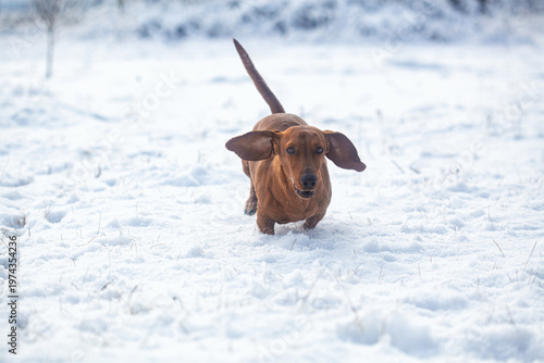 Portrait of a red dachshund dog running through snow to camera in park winter