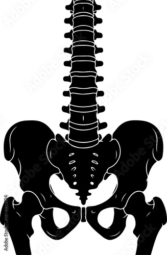 Anatomical illustration of a human spine and pelvis vector illustration