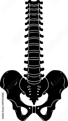 Anatomical illustration of a human spine and pelvis vector illustration