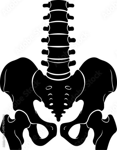 Anatomical illustration of a human spine and pelvis vector illustration
