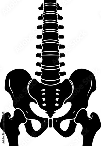 Anatomical illustration of a human spine and pelvis vector illustration