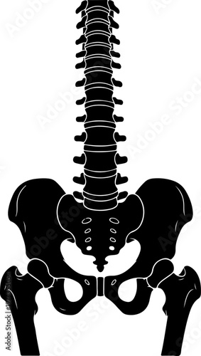 Anatomical illustration of a human spine and pelvis vector illustration