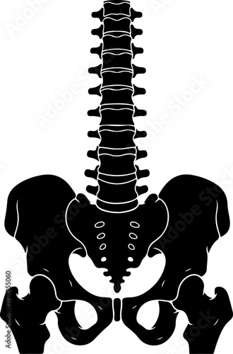 Anatomical illustration of a human spine and pelvis vector illustration