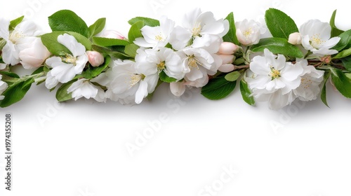 Cherry blossom tree border frame is placed on a white background. It offers space for text and design elements