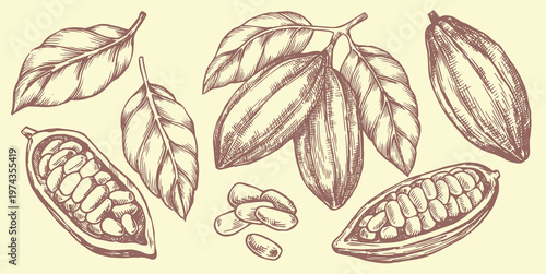 Set of cocoa fruits and beans. Vector illustration in vintage sketch style