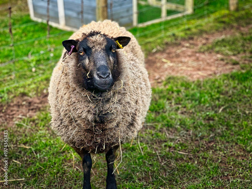 Close-Up Portrait of Sheep in Green Pasture, Rural Countryside Livestock Scene