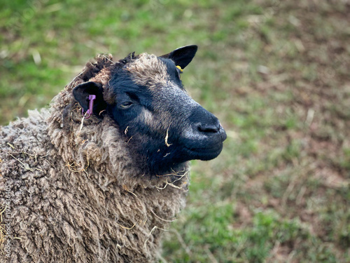 Close-Up Portrait of Sheep in Green Pasture, Rural Countryside Livestock Scene
