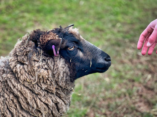 Close-Up Portrait of Sheep in Green Pasture, Rural Countryside Livestock Scene