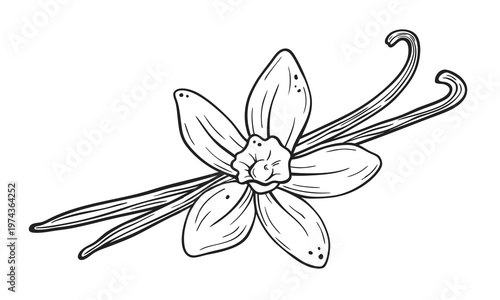 Vanilla flower and pod line art illustration, hand drawn botanical element isolated on white background, elegant design for perfume, spice, cosmetic and natural product branding