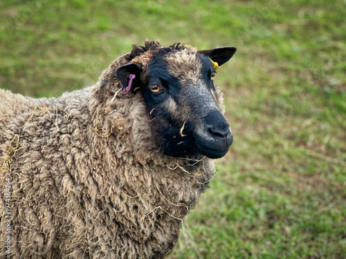 Close-Up Portrait of Sheep in Green Pasture, Rural Countryside Livestock Scene