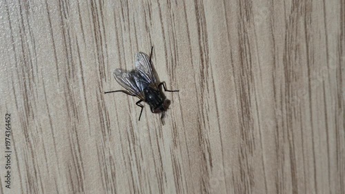 Top view of housefly grooming itself.