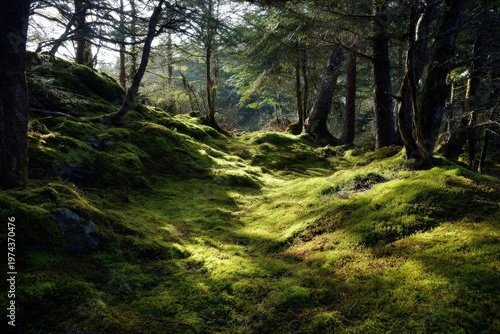 Sunlight filtering through trees onto moss-covered forest hills, lush green