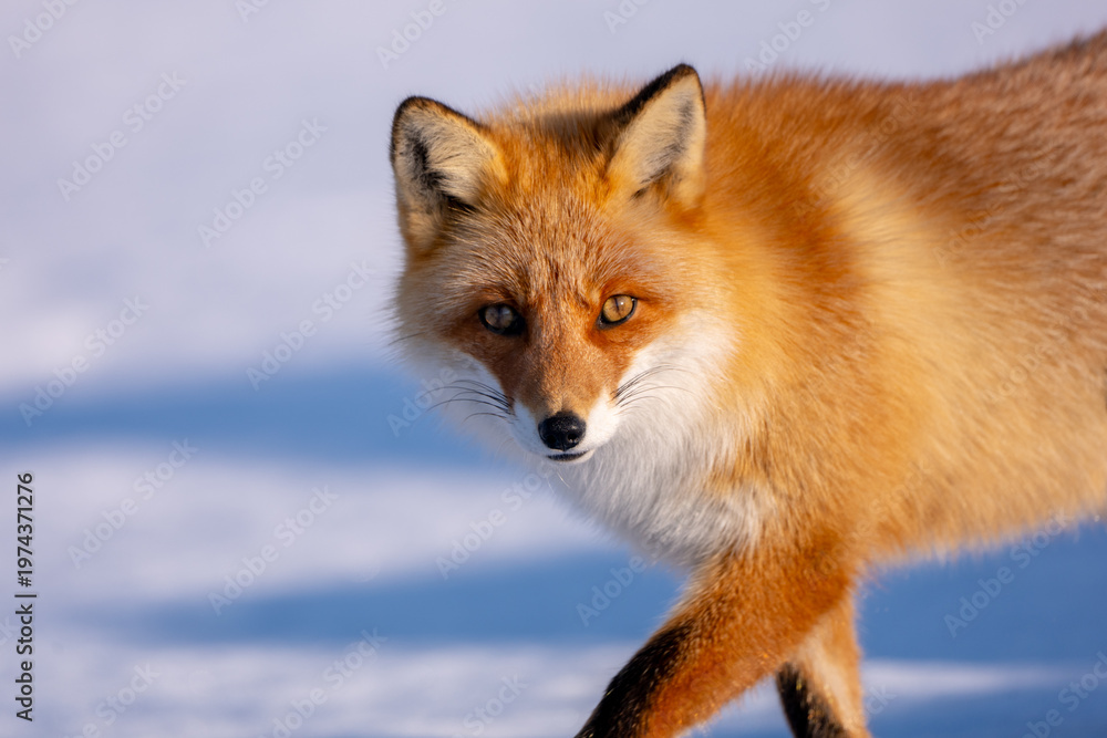 Fototapeta premium The natural scene of Ezu fox living at Notsuke Peninsula in the Hokkaido region in winter.
