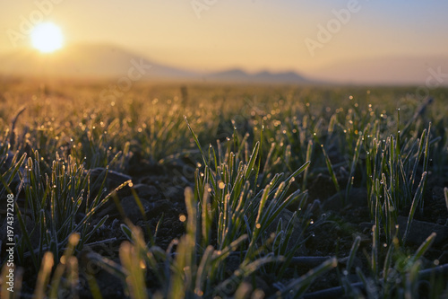 Dew drops close up on spring grass