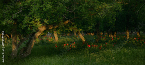 Wild Pink Peonies flowers