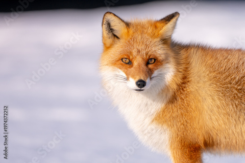 Schilderij op canvas The natural scene of Ezu fox living at Notsuke Peninsula in the Hokkaido region in winter