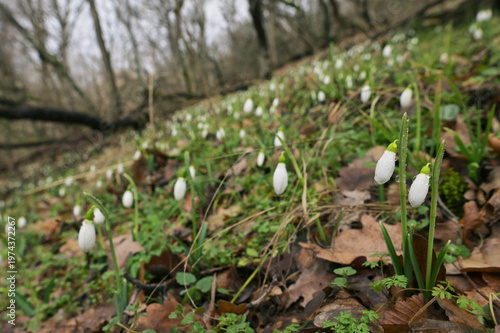 Snowdrops in morning spring forest