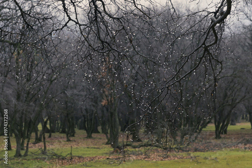 Raindrops on a branch, cold and damp.