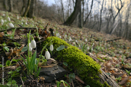 Snowdrops in morning spring forest