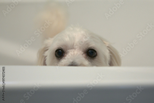 A white Bichon dog in a Bathtub