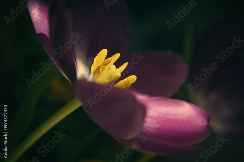 Close up of purple tulip with natural sunlight